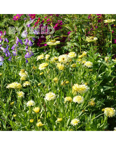 Souci Ivory Princess