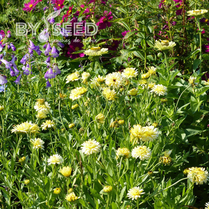 Souci Ivory Princess