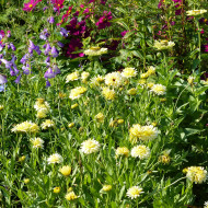 Souci Ivory Princess