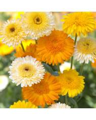 Souci Ivory Princess