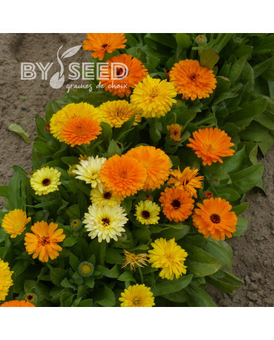 Souci nain Fiesta Gitana Mix