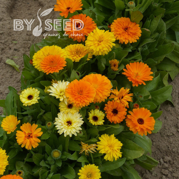 Souci nain Fiesta Gitana Mix