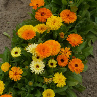 Souci nain Fiesta Gitana Mix