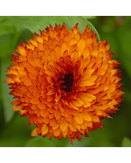 Souci nain Fiesta Gitana Mix