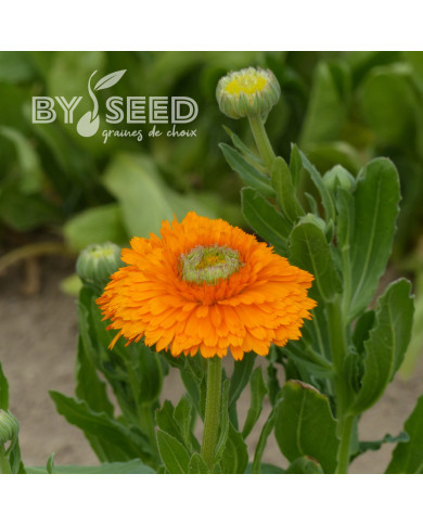 Souci Ollioules Greenheart Orange