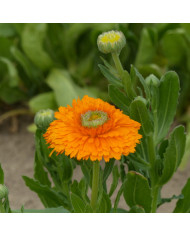 Souci Pacific Beauty Apricot