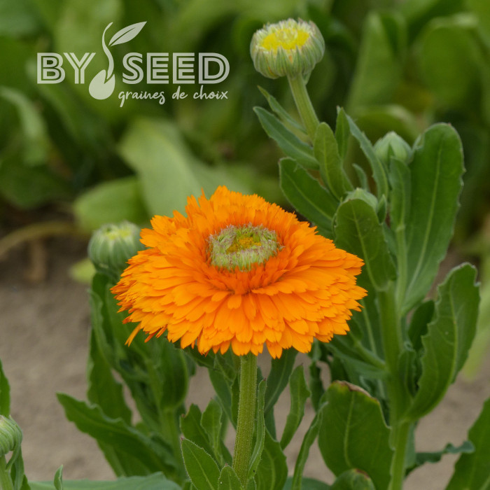 Souci Ollioules Greenheart Orange