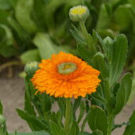 Souci Ollioules Greenheart Orange