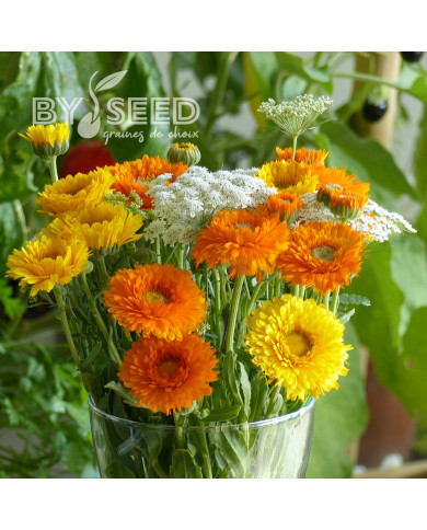 Souci Ollioules Greenheart Orange