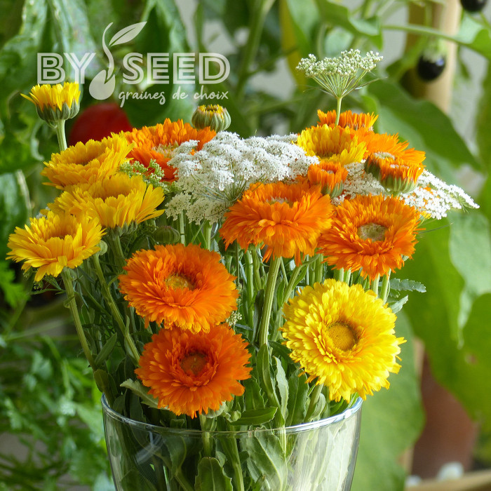 Souci Ollioules Greenheart Orange