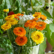 Souci Ollioules Greenheart Orange