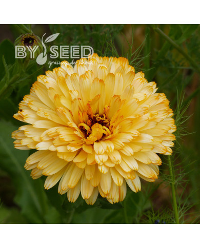 Souci Pacific Beauty Apricot