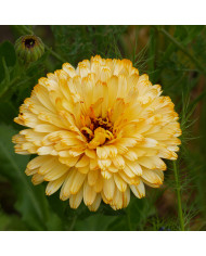 Souci Pacific Beauty Flame