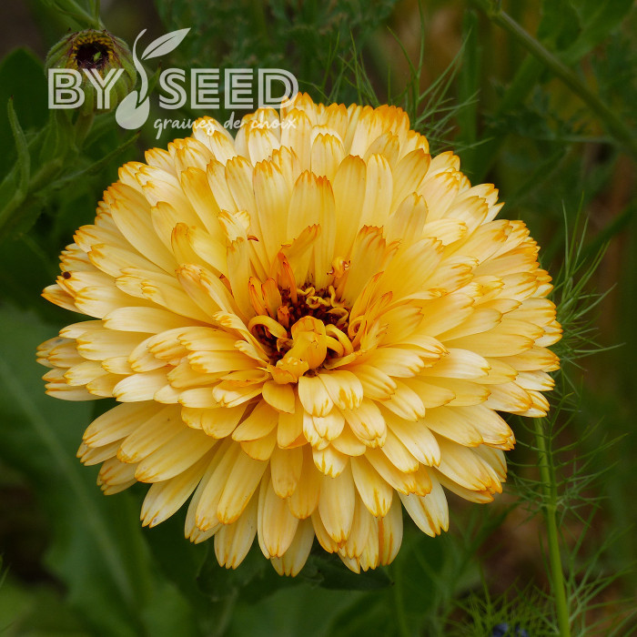 Souci Pacific Beauty Apricot