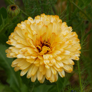 Souci Pacific Beauty Apricot