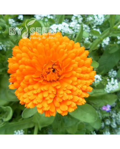 Souci Pacific Beauty Flame