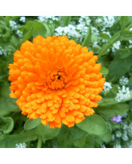 Souci Pacific Beauty Lemon