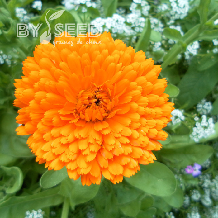 Souci Pacific Beauty Flame