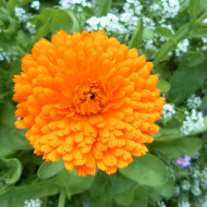 Souci Pacific Beauty Flame