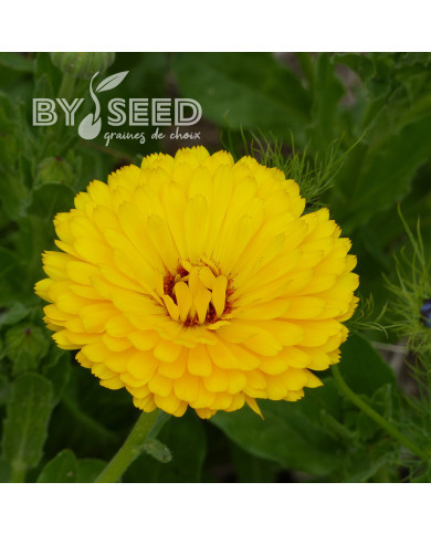 Souci Pacific Beauty Lemon