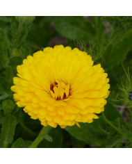 Souci Pacific Beauty Flame