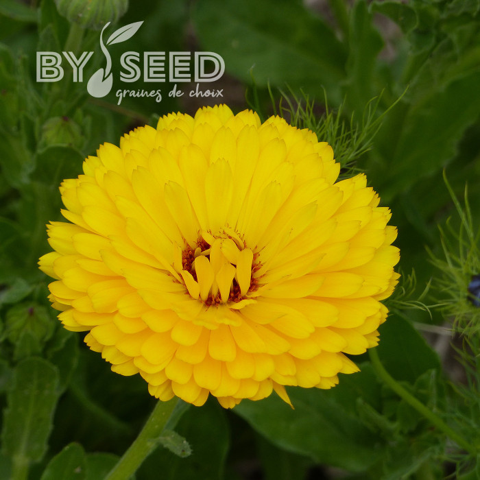 Souci Pacific Beauty Lemon