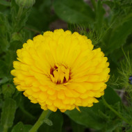 Souci Pacific Beauty Lemon