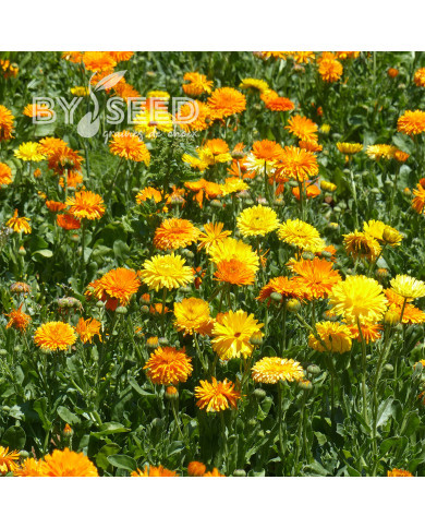 Souci Pacific Beauty Mix