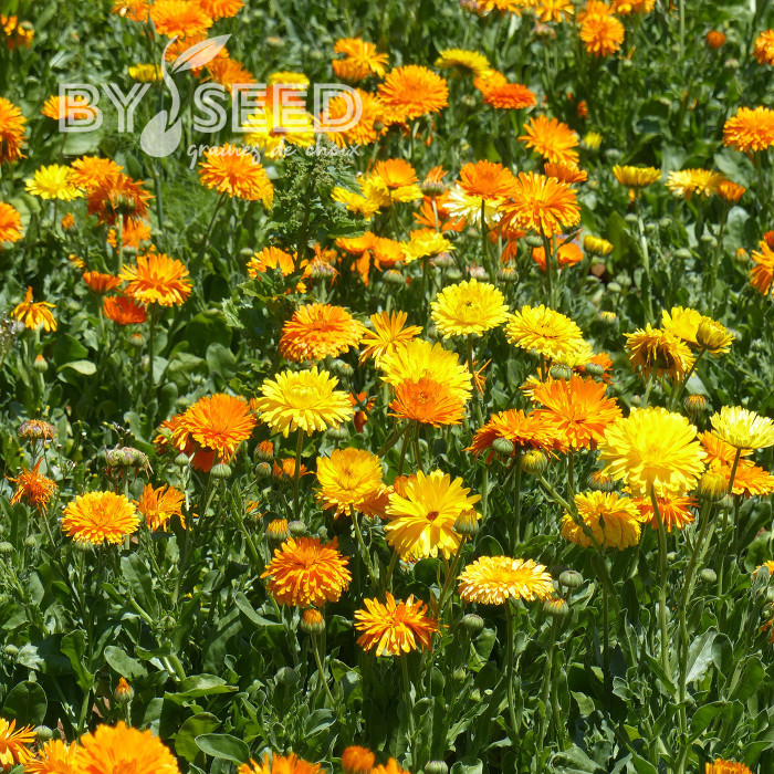 Souci Pacific Beauty Mix