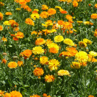 Souci Pacific Beauty Mix