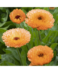 Souci Pacific Beauty Mix