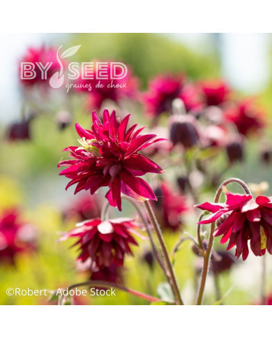 Ancolie Bordeaux Barlow