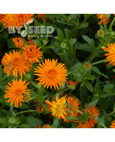 Souci Porcupine Orange