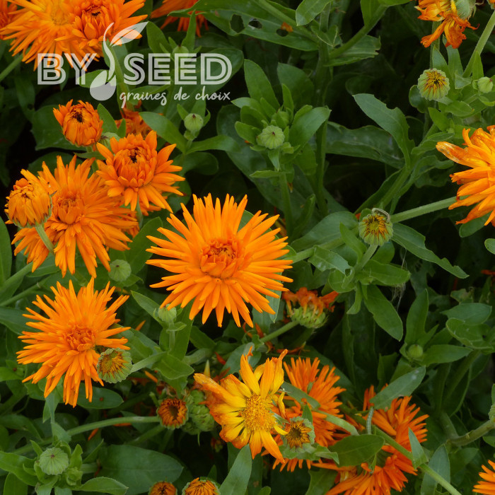 Souci Porcupine Orange