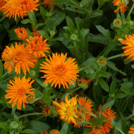 Souci Porcupine Orange