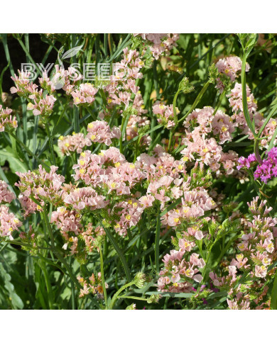 Statice Apricot Beauty