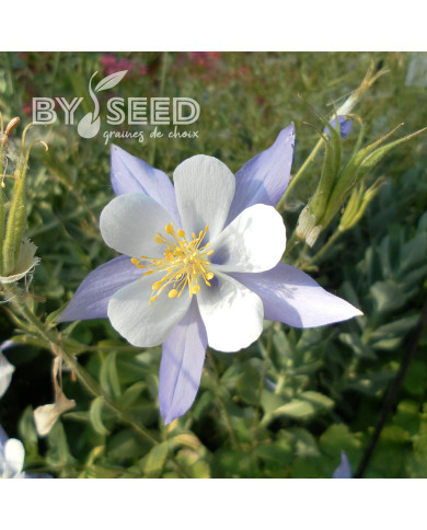 Ancolie caerulea Blue Star