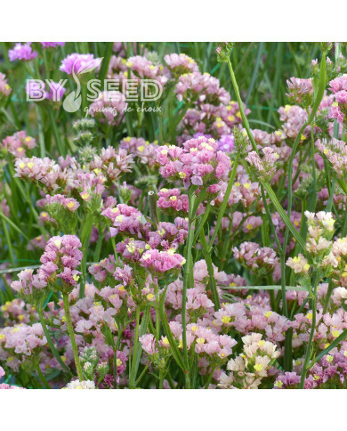 Statice Apricot Beauty