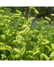 Statice Forever Art Shades