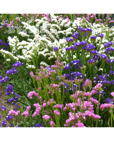 Statice Forever Art Shades