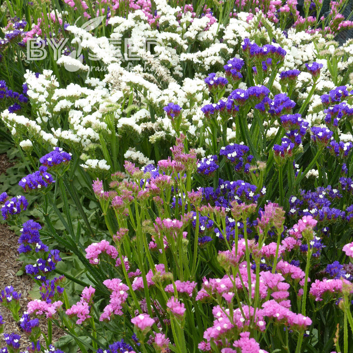 Statice Forever Art Shades