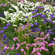 Statice Forever Art Shades