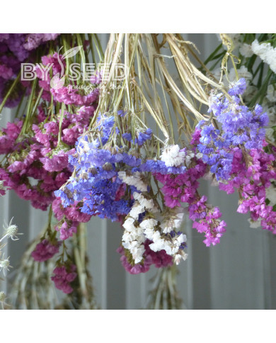 Statice Forever Art Shades