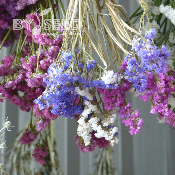 Statice Forever Art Shades