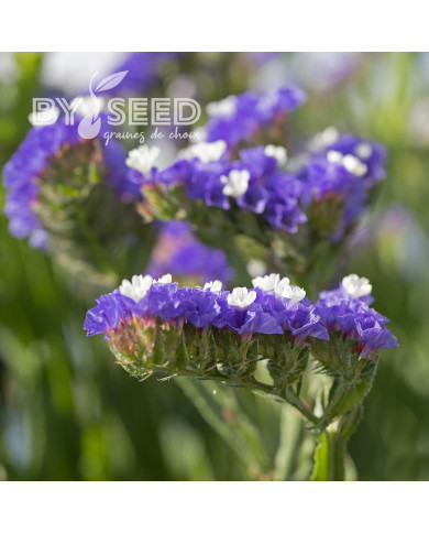 Statice Forever Blue