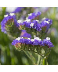 Statice Forever Art Shades