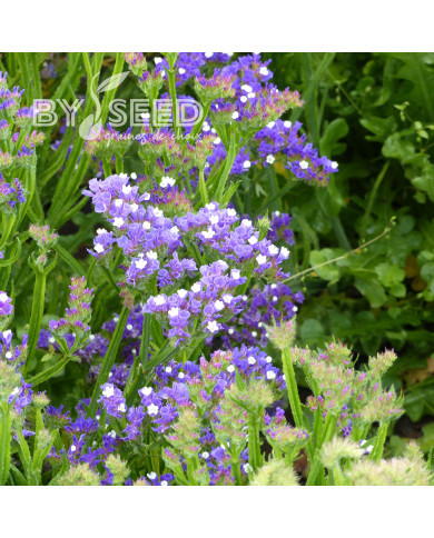 Statice Forever Blue