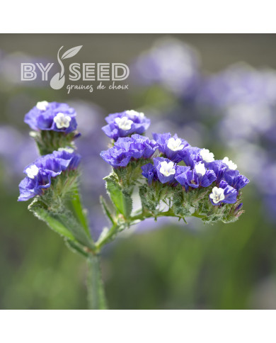 Statice Forever Blue