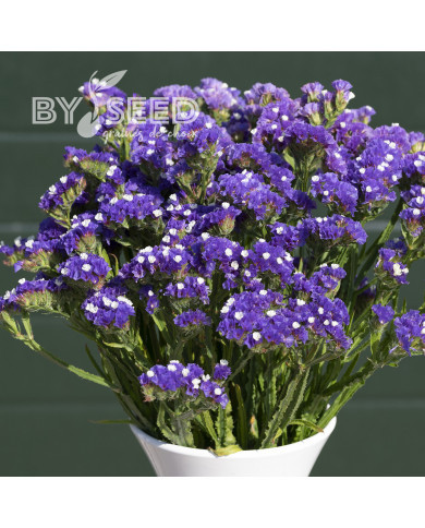 Statice Forever Blue