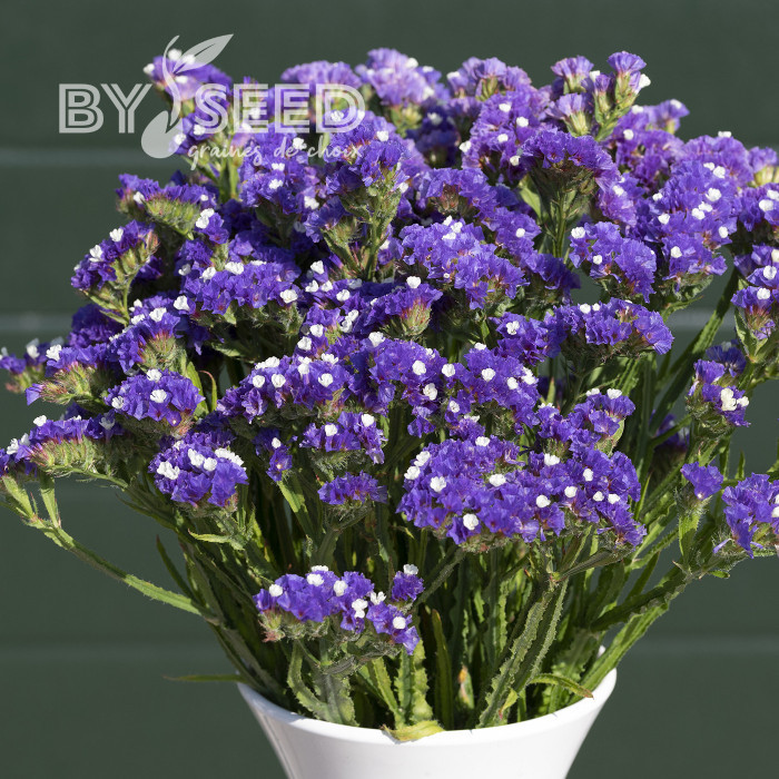 Statice Forever Blue